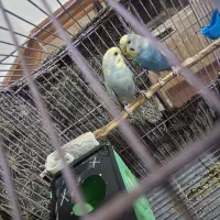 مرغ عشق