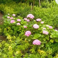 حراج گل وکیاه، شمشاد یاس شفلر و