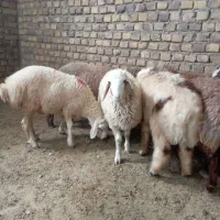 بره نر جنس خوب