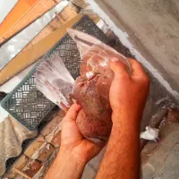 سار کاکلی قلدربغدادی