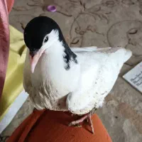 جوجه کبوتر  تاز دونخور