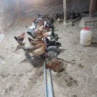 مرغ محلی تخمگذار گلپایگانی