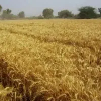 ۱هکتار زمین کشاورزی سند دار
