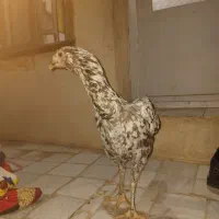 فروش مرغ لاری اصل