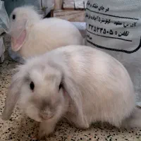 خرگوش مینی لوپ