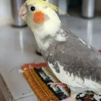 عروس هلندی
