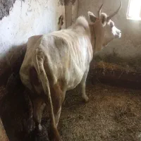 گاومحلی