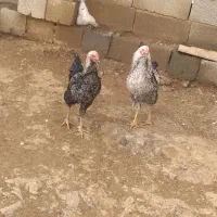 خروس|حیوانات مزرعه|حسین آباد, |دیوار