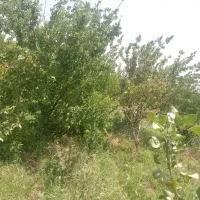 باغ-دل-گشانزدیک-تربت-نقطه-به-شهر