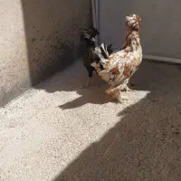 مرغ سلطان و لهستانی