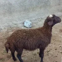 بره نرعلف خورباشن