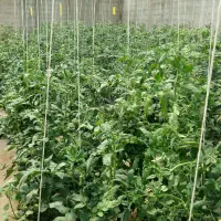 خدمات باغبانی و گل وگیاه