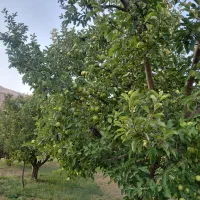 اجاره باغ سیب