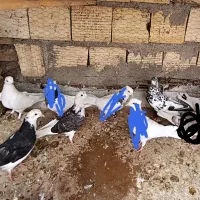 کفتر(کبوتر)