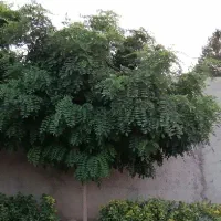 نیازمند سگ نگهبان
