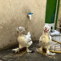 مرغ و خروس لهستانی سلطان کاکلی