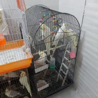 ۴ جفت عروس هلندی مولد سخنگو و دستی