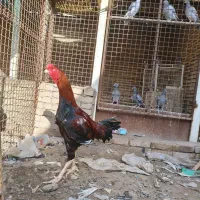 خروس لاری