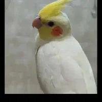 باسلام روز سه شنبه ینی امروز عروسمون گم شده