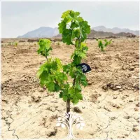 فروش نهال  انگور