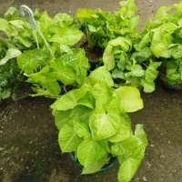 فروش آخر هفته‌ چهارشنبه تاجمعه انواع گل آپارتمانی