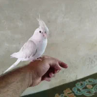 عروس هلندی البینو چشم شرابی