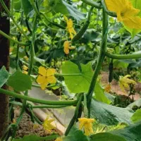 فروش گلخانه قابل تبدیل به باغ و پروانه ساخت 80متری
