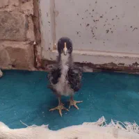 جوجه خروس سیاه