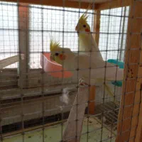 عروس هلندی