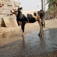 گاو|حیوانات مزرعه|هفتگل, |دیوار