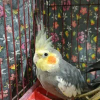 3 عدد عروس هلندی