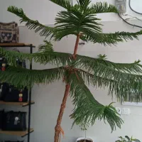 کاج مطبق بزرگ