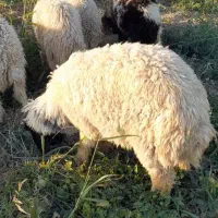 بره شوش دانیال