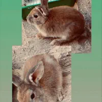 خرگوش لوپ