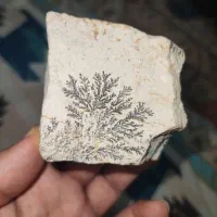 سنگ شجر طبیعی