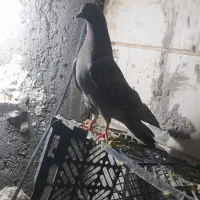 یه ماده سبز مگسی لایه یه کله دم سیاه مهر