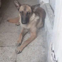 سگ ژرمن
