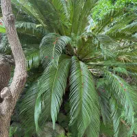 فروش برگ سیکاس