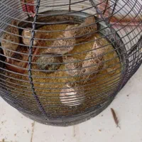 جوجه ۱ماهه و۲۰روزه