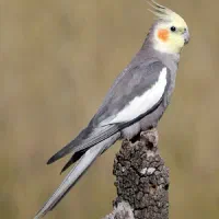 پیدا شده