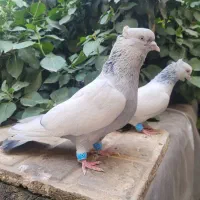 سینه آبی
