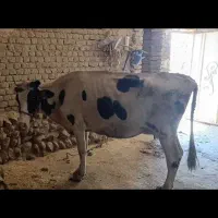 گاو|حیوانات مزرعه|نورآباد, |دیوار