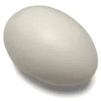 تخم قاز
