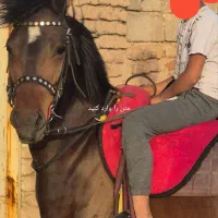 اسب مادیون دو ساله