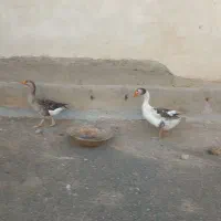 غاز محلی