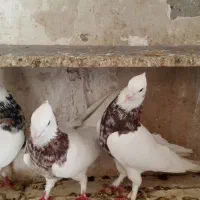 طوقی بهبهان