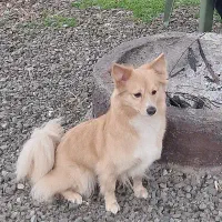 پامر اشپیدز