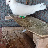 با سلام دو عدد نر دورگ درجه یک