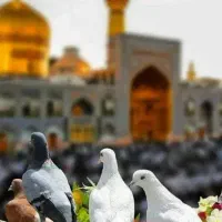 تور زیارتی مشهد ویژه ی تیرماه