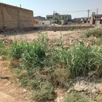 زمین در کوی نخلستان